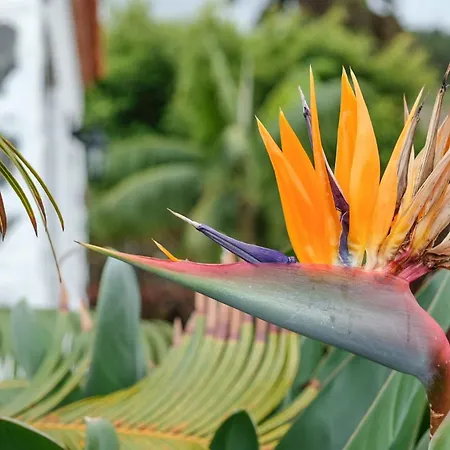 Casa Carmen La Guancha